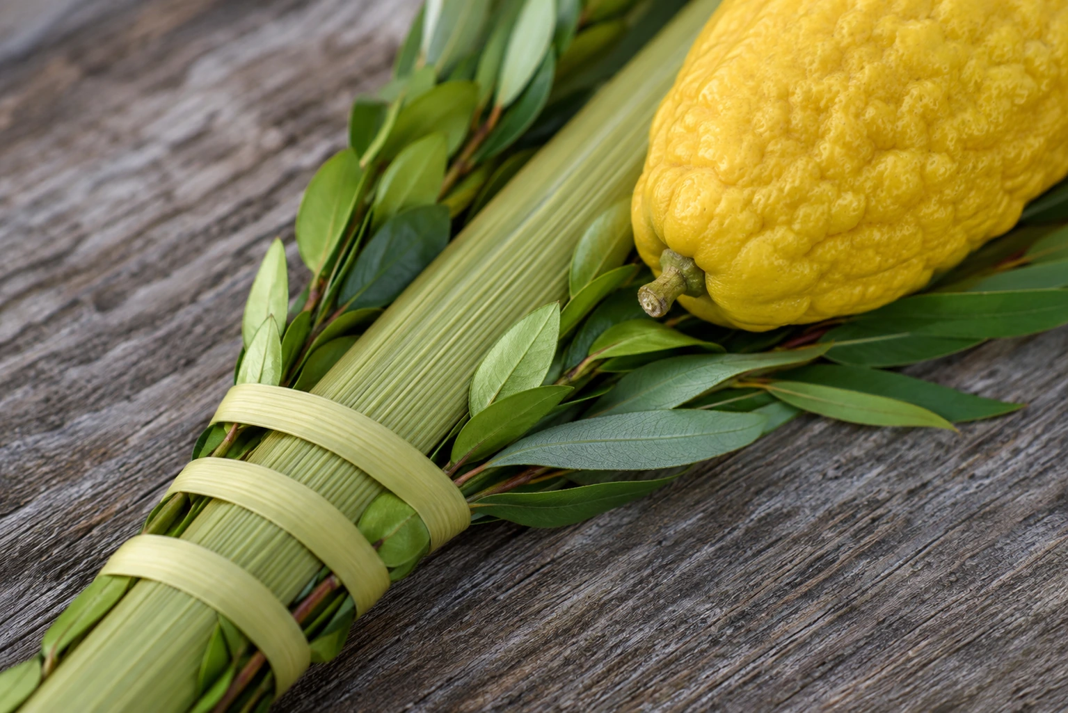 A bound lulav and etrog resting on weathered wood